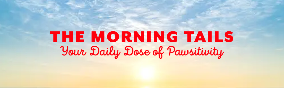The Morning Tails Dog Articles The Morning Tails Dog Articles
