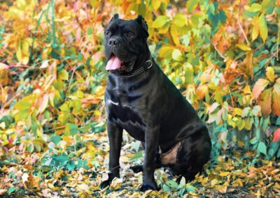 Cane Corso Puppy