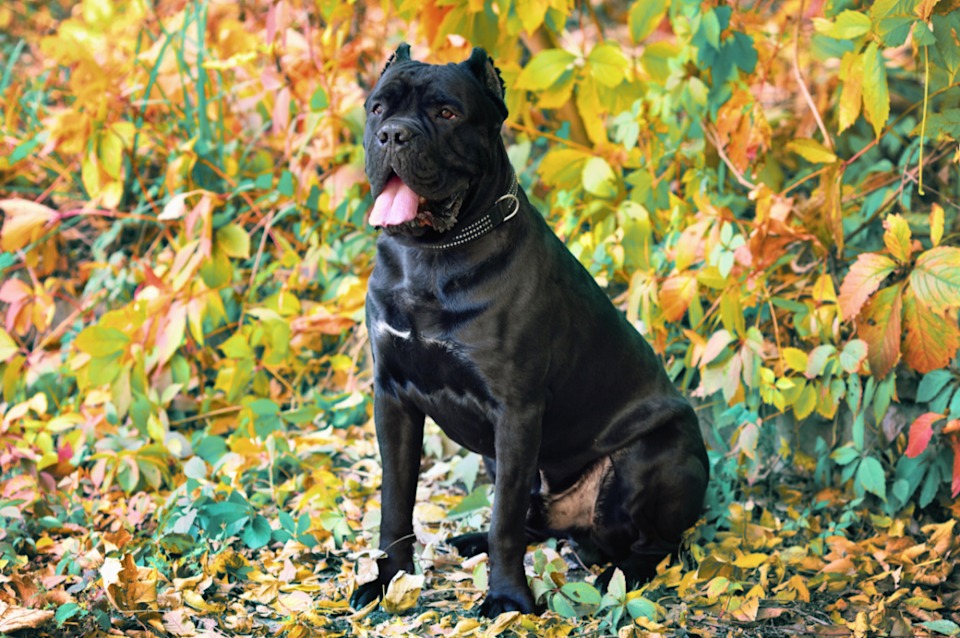 Cane Corso Puppy and Baby’s Heartwarming Friendship is a Love Story for the Ages