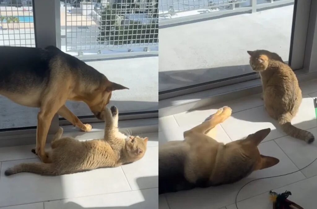 Rescue Dog and Cat’s Playtime Ends With an Unexpectedly Sweet Moment