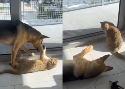 Dog and cat resting