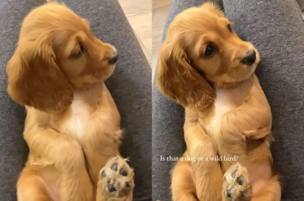 Puppys Priceless Reaction To Her Own Noisy Video Has Viewers Laughing