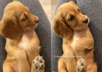 Cute pup listening intently
