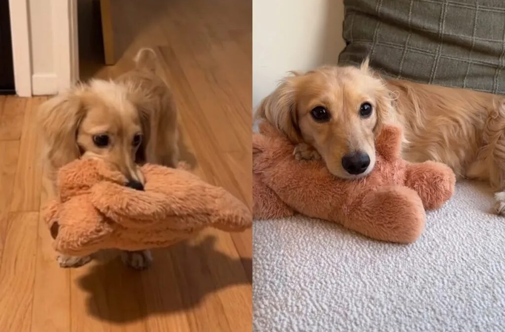 Video: A Dog’s Heartfelt Bond With His Beloved Stuffy