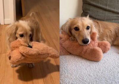 Adorable dog and his favorite plushie