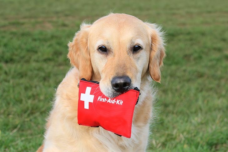 How to Save Your Dog’s Life in a Crisis (Even If You’ve Never Taken a First Aid Class)