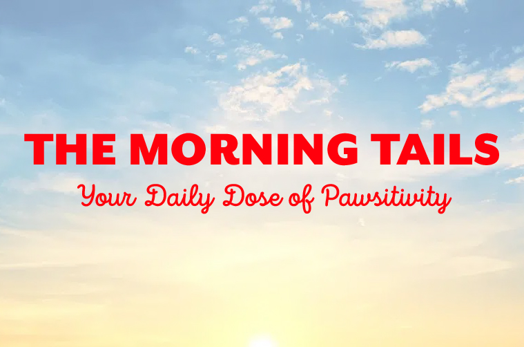 The morning tails-articles-- The Morning Tails Articles