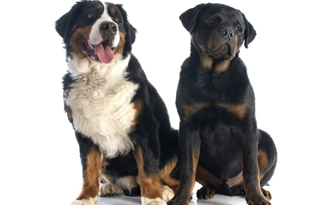 This Adorable Dog Date Might Be the Most Heartwarming Thing You’ll See All Week