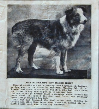 Bobbie the Wonder Dog: The Epic Journey That Will Restore Your Faith in Loyalty