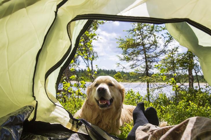 Thinking About Camping With Your Dog? Read This First