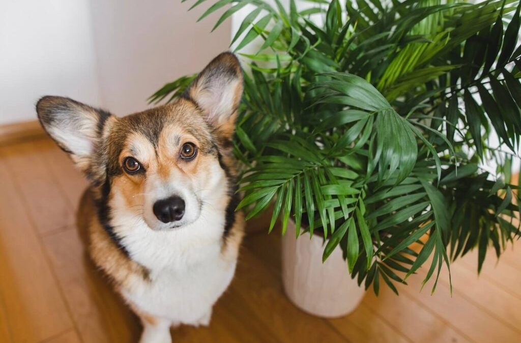 How to Keep Your Pets and Plants Safe—Without Sacrificing Your Green Oasis