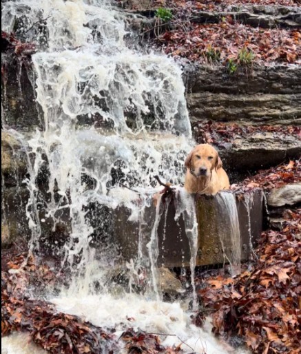 Forget Therapy—This Dog Found Inner Peace Under a Freakin’ Waterfall