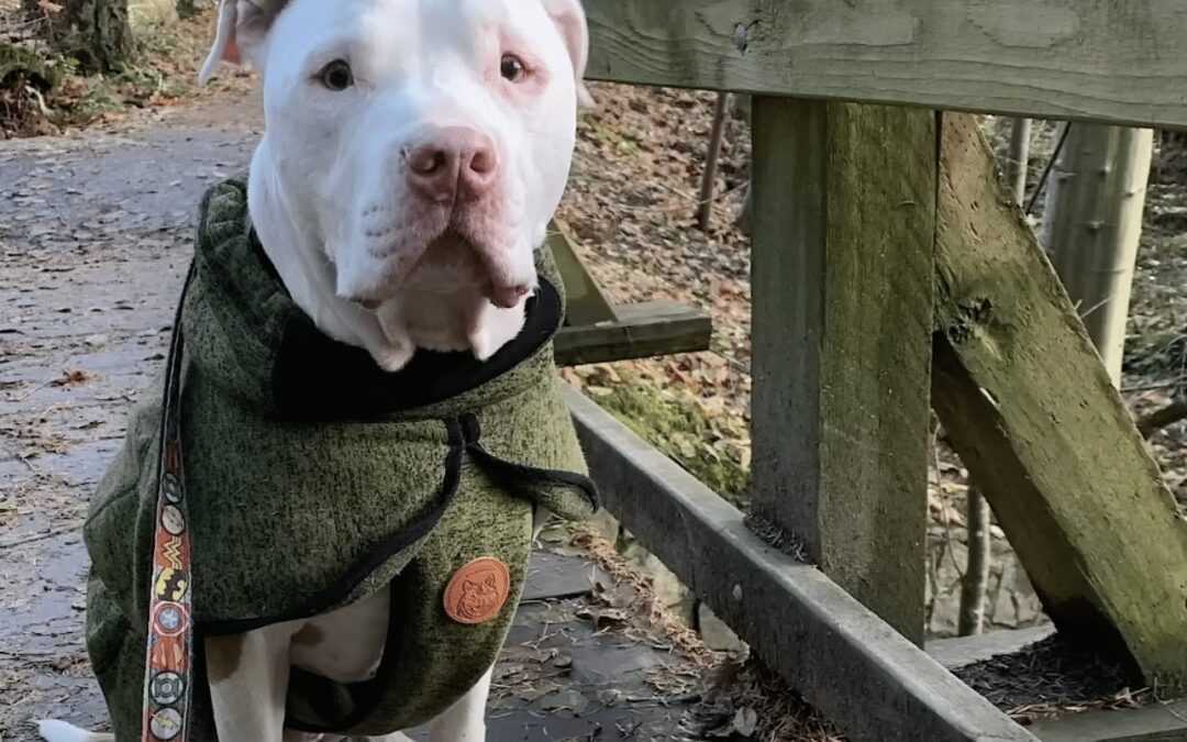 The Dog Who Waited: A Tale of Love, Loss, and a New Beginning