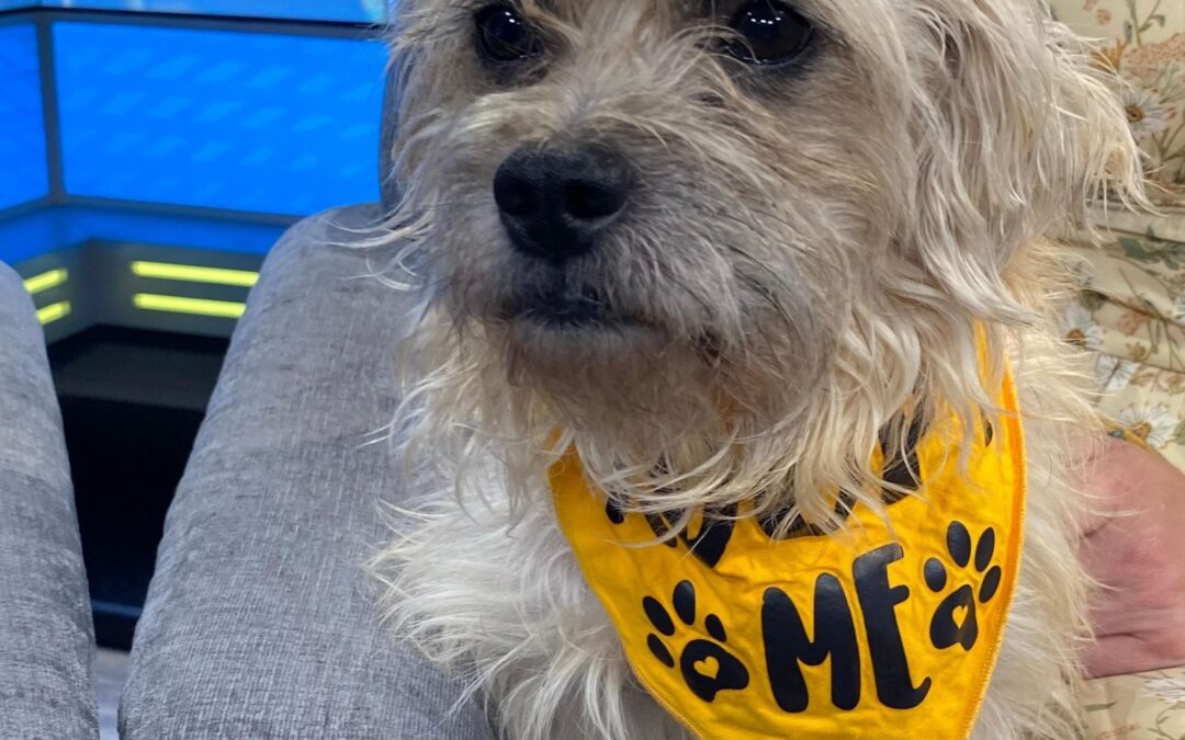 Why This Ragged Little Rescue Dog Might Just Be the Best Thing to Ever Happen to Your Couch