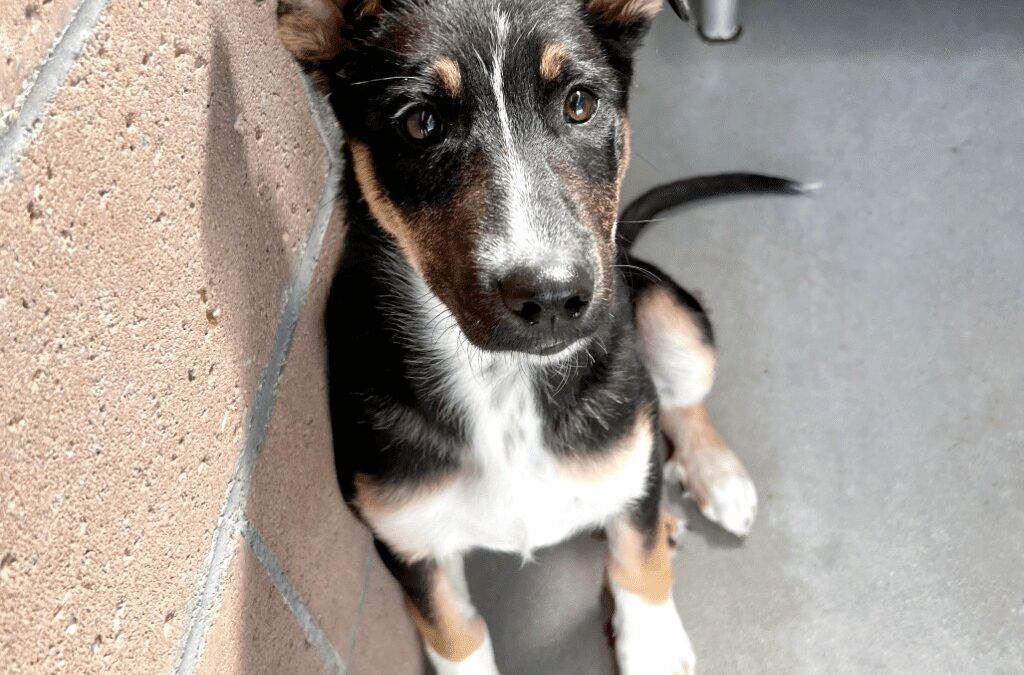 Meet Monsea: The 4-Month-Old Shepherd Mix Ready to Steal Your Heart