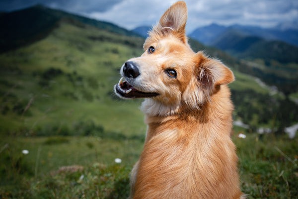The Most Robust and Resilient Dog Breeds