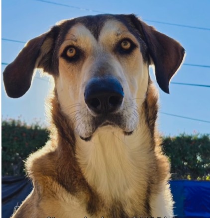 Too Big to Love? This Gentle Giant Got Dumped and Then Did Something Amazing