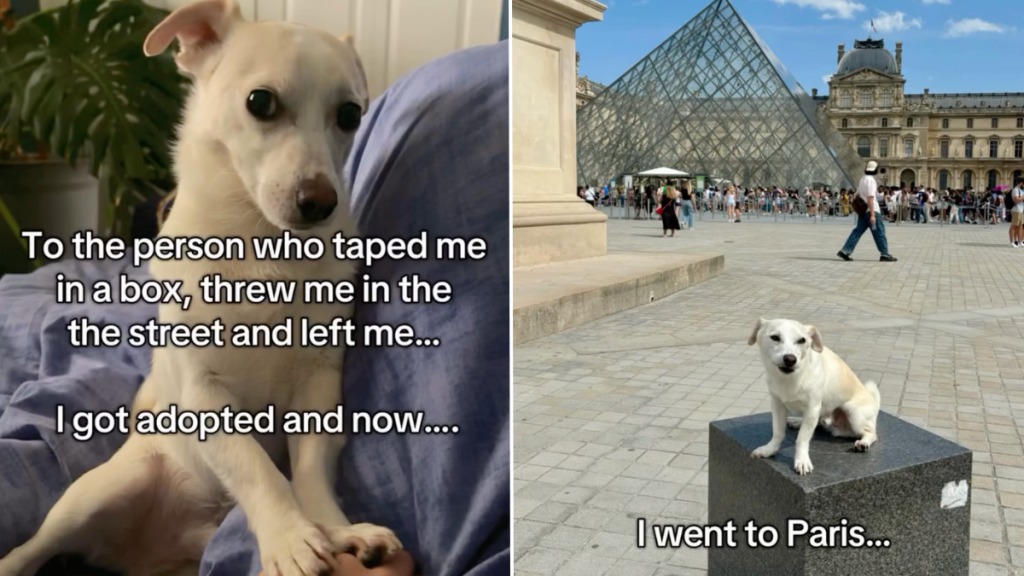 Homeless Dog Gets Adopted… Then Becomes an International Superstar