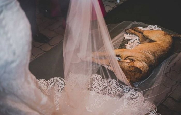 A Stray Dog Crashed Their Wedding… So They Made Him Family