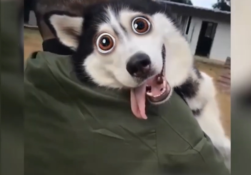 Dogs Just Being… Dogs 😂🐾 | Try Not to Laugh!
