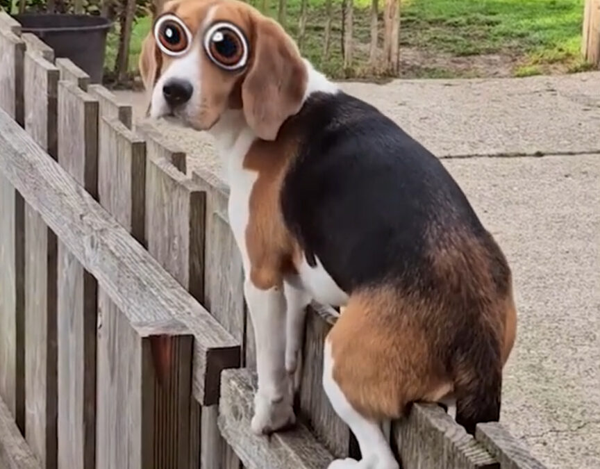When Dogs Try… and Totally Fail 😂🐾