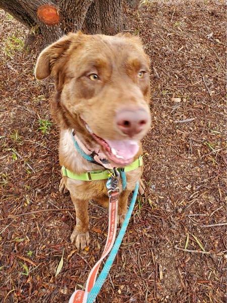 The 75-Pound Lovebug You Didn’t Know You Needed (But Totally Do)