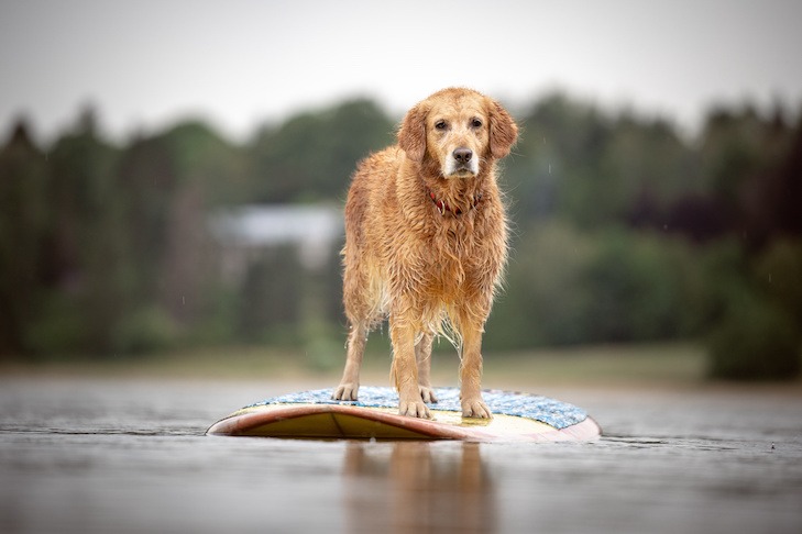 The SUP Pup Playbook: How to Paddle Board With Your Dog Without Ending Up in the Drink