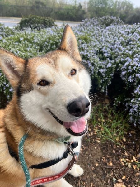 Meet Pepe Le Pew: The Husky with a Heart Full of Adventure