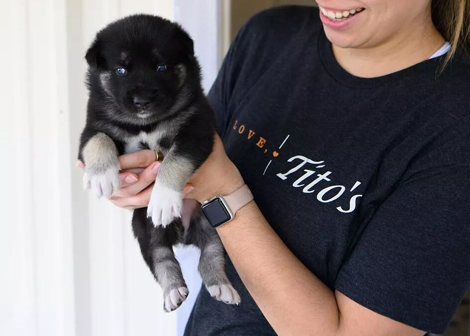 Sheds Turned Safe Havens: Texas Rescue Gives Pregnant Pups a Fresh Start