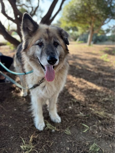 Meet Sequoyah: The 119-Pound Gentle Giant Waiting to Steal Your Heart