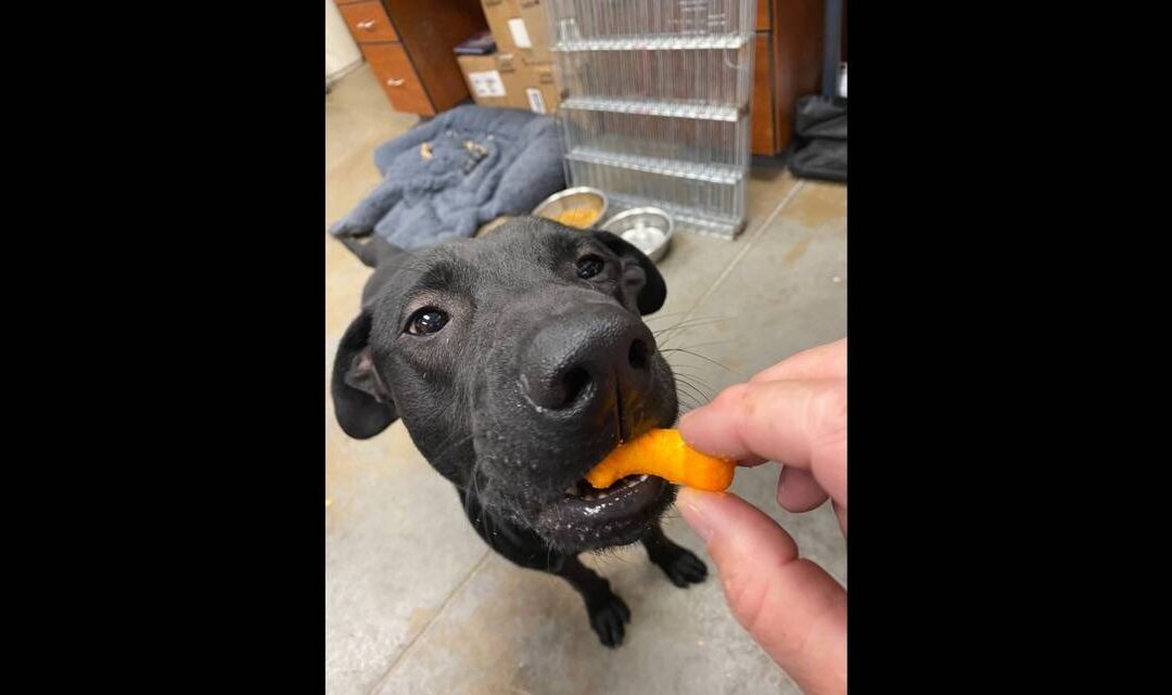 6 Unforgettable Dog Adoption Stories That Will Restore Your Faith in Humanity