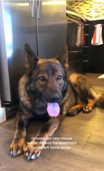 The Pet Cam Surprise: What This Rescue Dog Did Alone Will Melt Your Heart