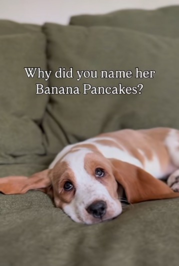 Banana Pancakes: The 10-Week-Old Basset Hound That’s Stealing Hearts