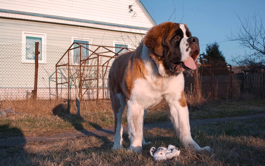 Beethoven: The Slobbery Star Who Made Saint Bernards Hollywood Royalty