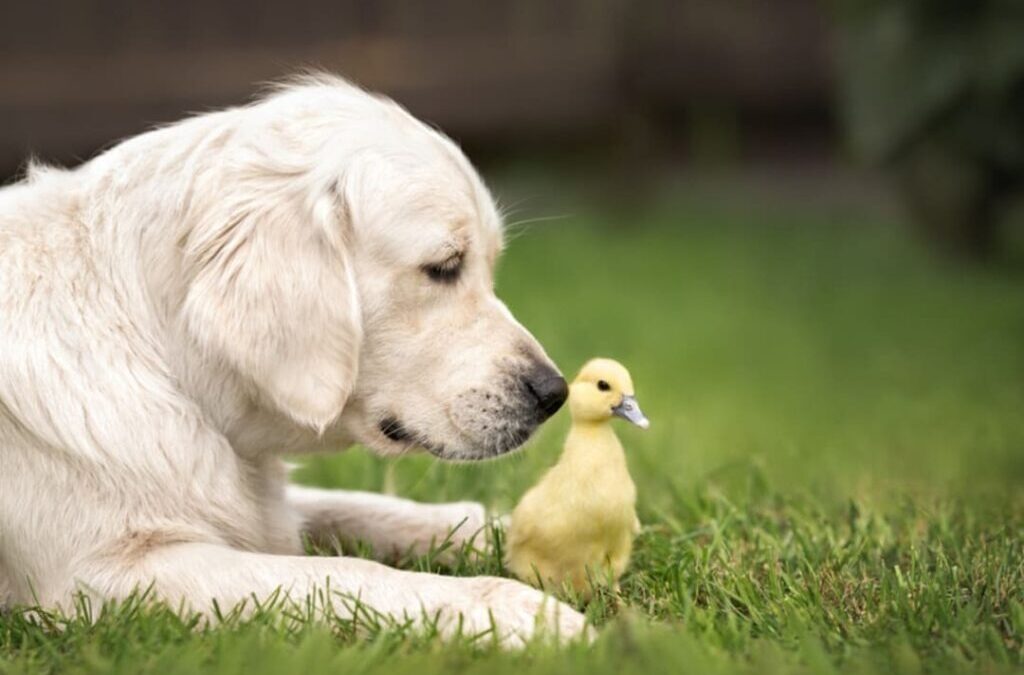 Golden Retriever Sees Bird in Trouble—What He Does Next Will Warm Your Heart