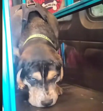 A Second Chance on Four Legs: How Batou the Blind Dog Learned to Walk Tall Again
