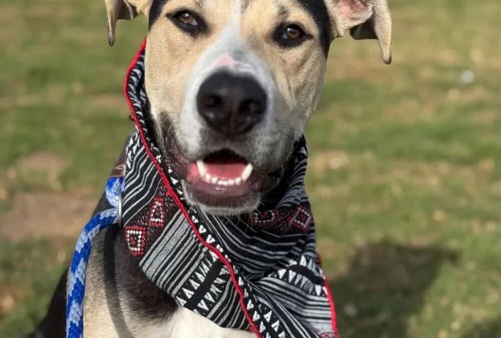 Meet Boba: The Lovable Mix Ready to Steal Your Heart