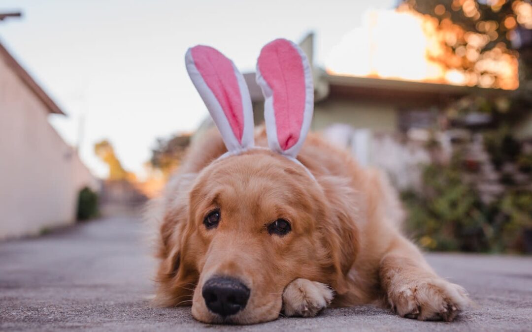 The Golden Retriever Who Fell Head Over Paws for a Bunny