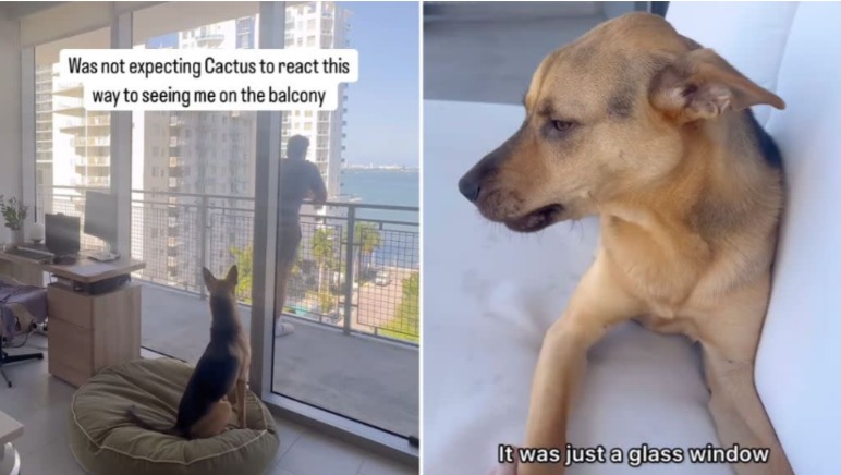 This Fluffy Survivor Lost Everything Once — So When His Dad Stepped Outside, He Panicked Hard”