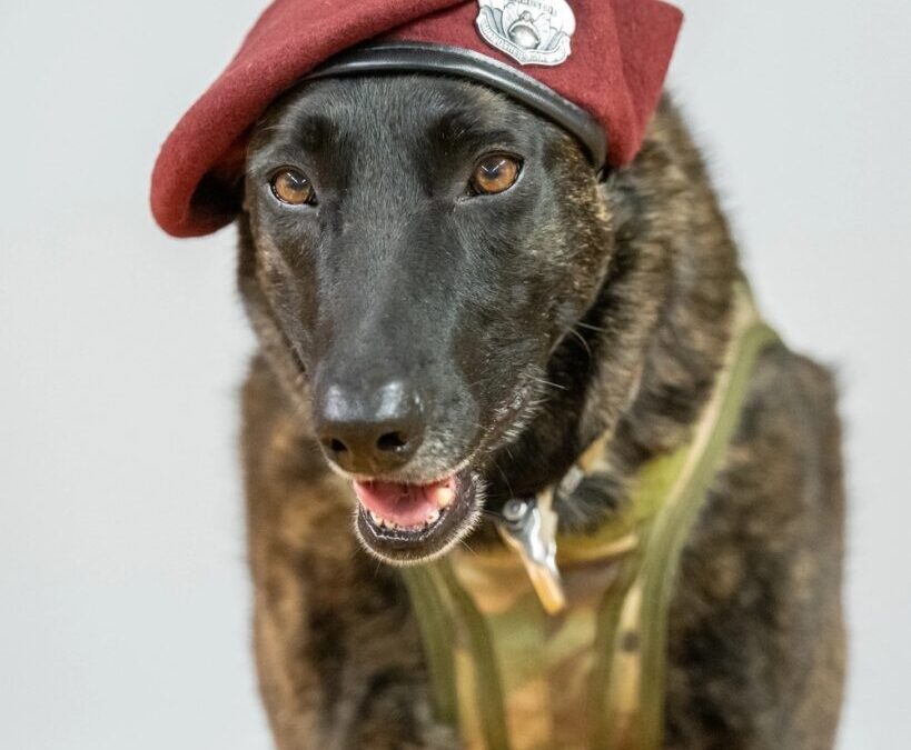 Callie: The Four-Legged Hero Who Changed Military Search and Rescue