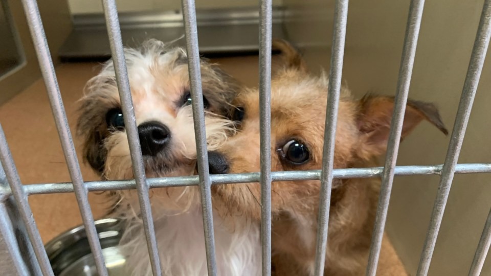 From Hoarding Horror to Hope: Help These Dogs Start Over Today