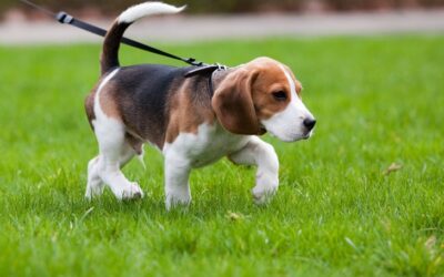 How to Train Your Dog Like a Pro—Step by Step to That Golden CGC Certificate