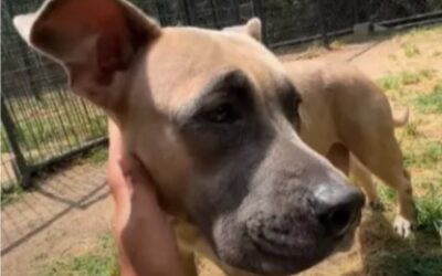 The Tearful Truth About a Dog Treated Like a Machine