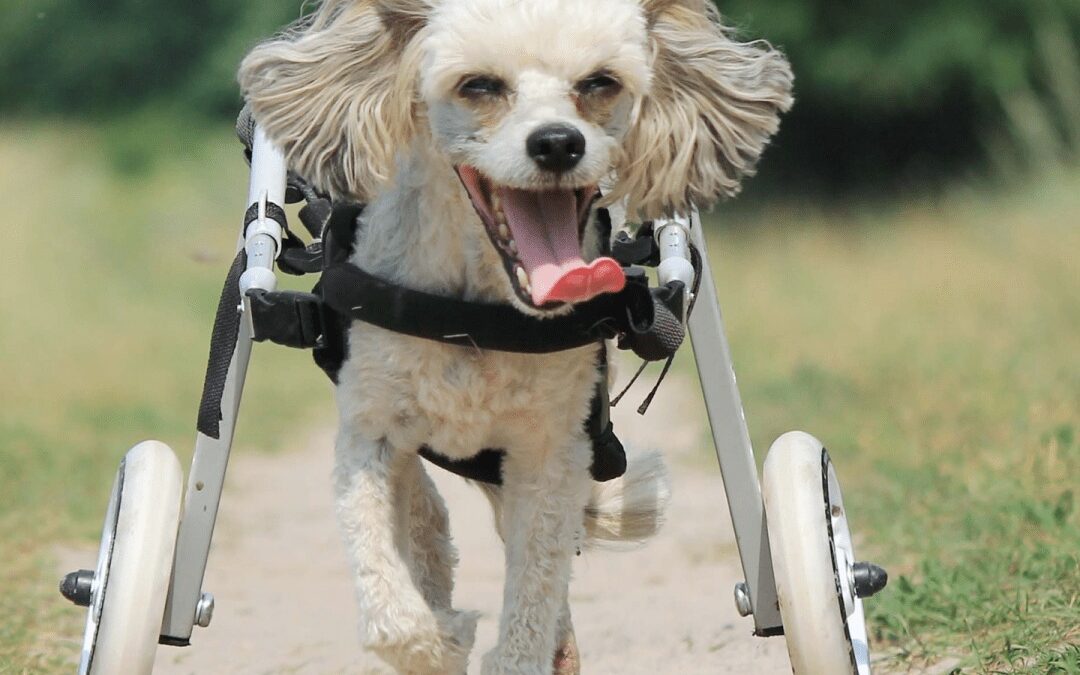Charlie’s Big Day Out: How a Special Pup Found Joy (and Fans) at Doggy Daycare