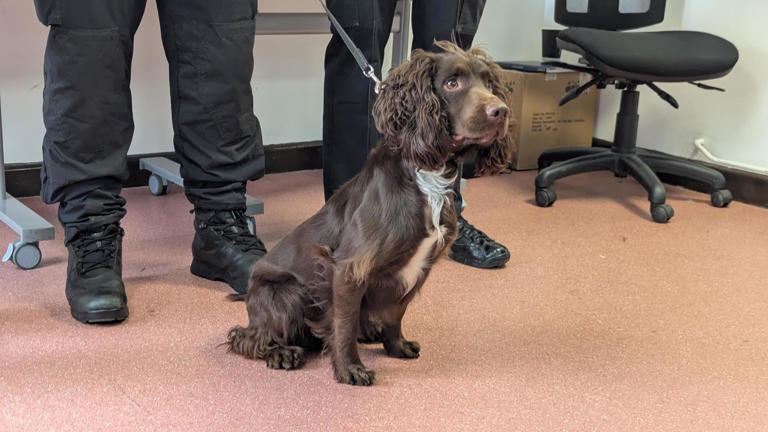 From Couch Surfer to Crime Stopper: The Tale of Chester the Rescue Spaniel