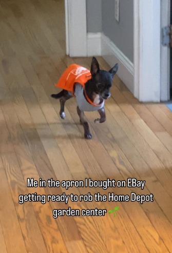 Morty the Chihuahua: Home Depot’s Unofficial Mascot Steals Hearts