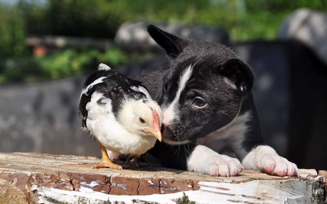 Chaos in the Coop: A Puppy’s Backyard Adventure