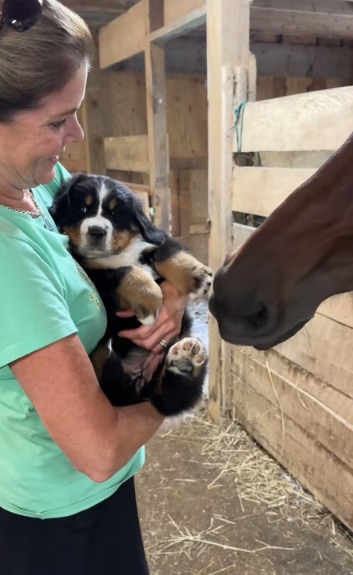 When a Puppy Meets a Horse: An Unlikely Friendship Blossoms