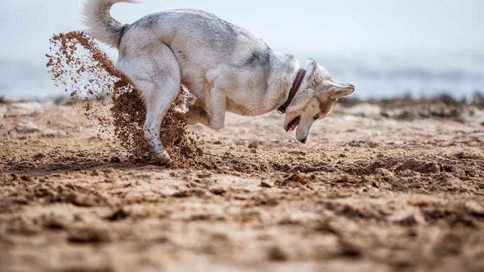 Dig This: Why Your Dog Won’t Stop Digging (And What You Can Do About It)