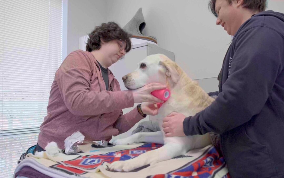 The 16-Time Hero: How One Therapy Dog Saved a Dying Puppy with a Single Donation
